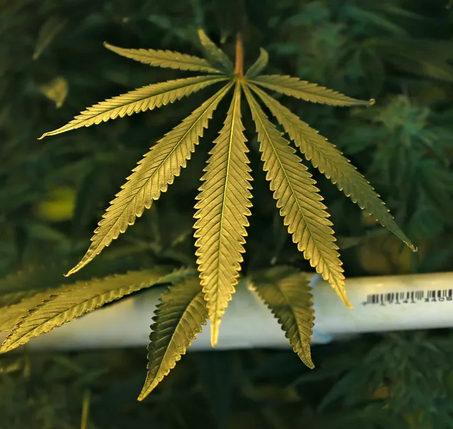 Legalizing marijuana would be a bipartisan win for Indiana | Opinion